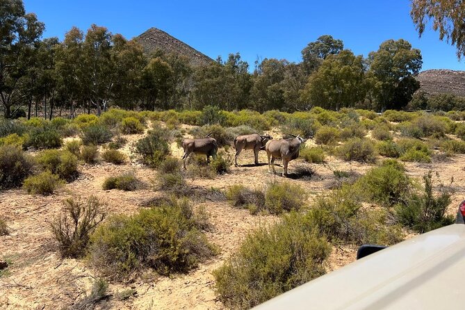 Full day Aquila Game Reserve Big 5 Safari with Wine Tasting Tour - Who will enjoy this safari and wine pairing?