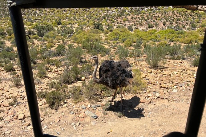 Full day Aquila Game Reserve Big 5 Safari with Wine Tasting Tour - Practical tips for a smoother day