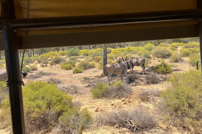 Full day Aquila Game Reserve Big 5 Safari with Wine Tasting Tour - Leaving Cape Town at 8:30 a.m.