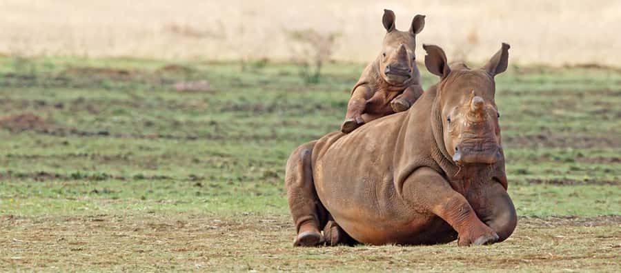 Full Day Aquila Safari (German) - From Cape Town to the Karoo