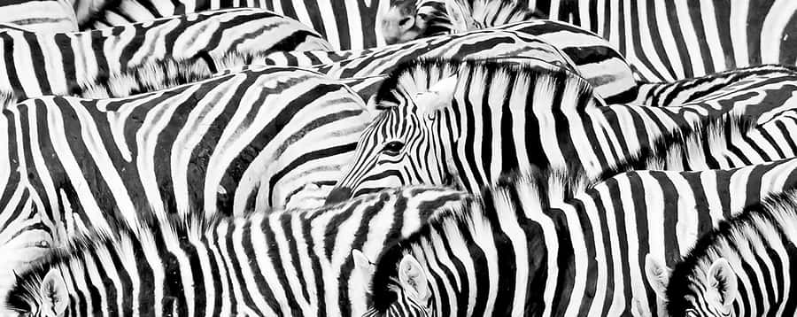 Full Day Aquila Safari (German) - The two to three-hour game drive