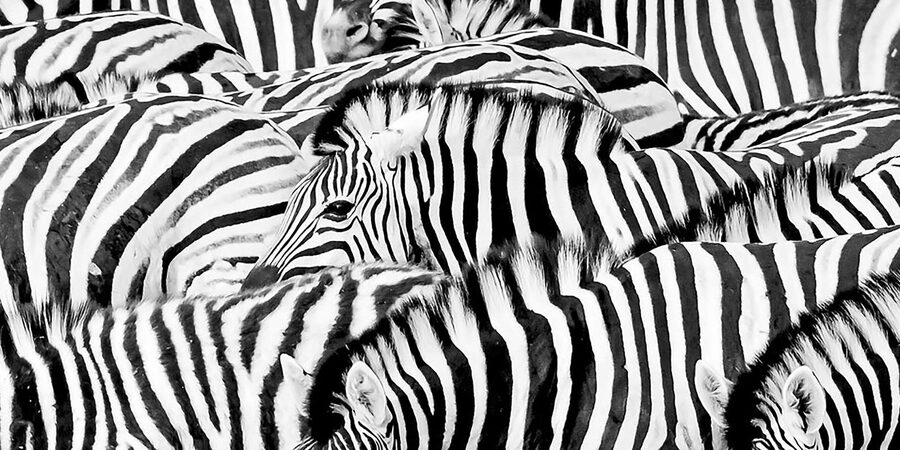 Full Day Aquila Safari (German) - What the $320 price really covers