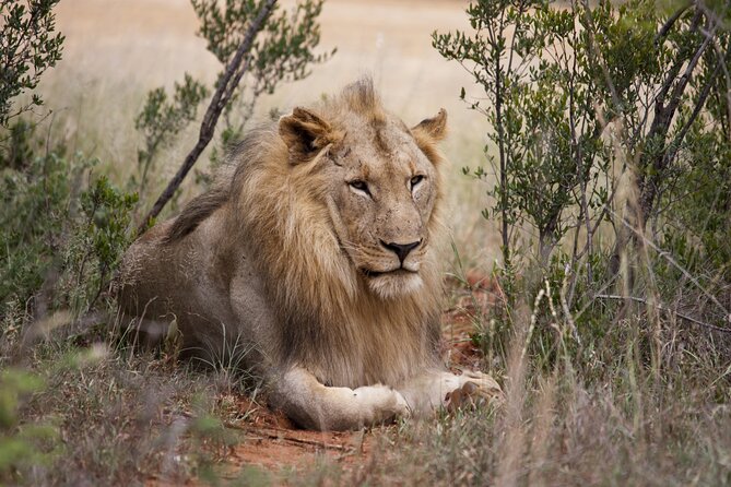 Full Day Big 5 Aquila Safari Private Transfers Including Park Fee From Cape Town - Arriving at Aquila Game Reserve