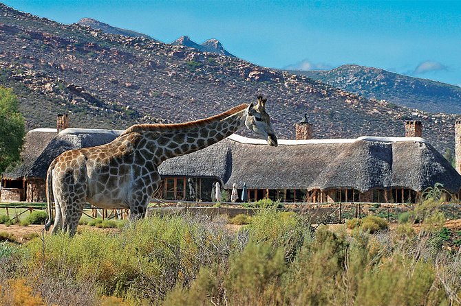 Full Day Big 5 Aquila Safari Private Transfers Including Park Fee From Cape Town - Should you book the Aquila safari?
