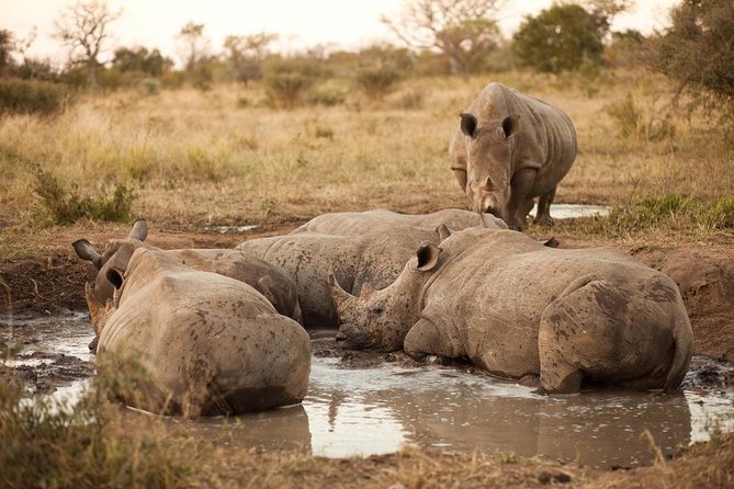Full Day Big 5 Game Safari in Kruger National Park from Hazyview - Key points to know before you book