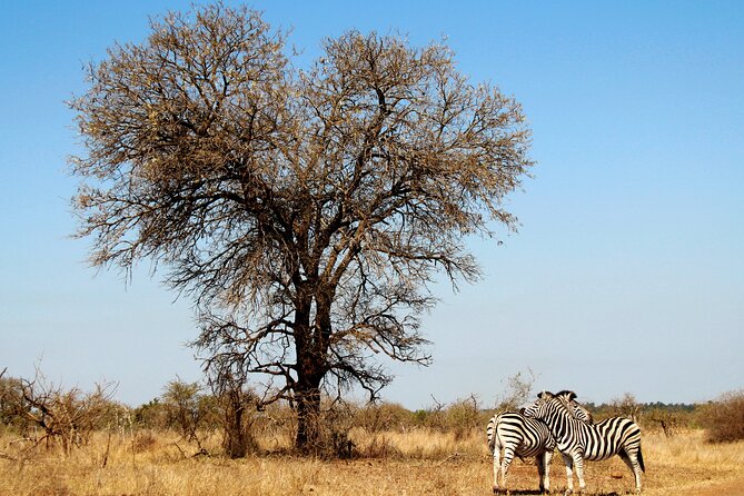 Full Day Big 5 Game Safari in Kruger National Park from Hazyview - Why a full day in Kruger is worth the early alarm