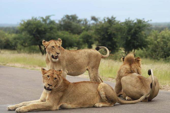 Full Day Big 5 Game Safari in Kruger National Park from Hazyview - Morning drive: watch Kruger wake up