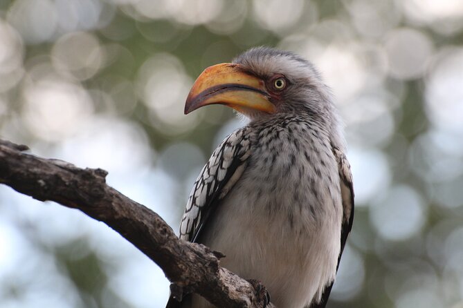 Full Day Big 5 Game Safari in Kruger National Park from Hazyview - Afternoon drive: a second chance at the Big Five