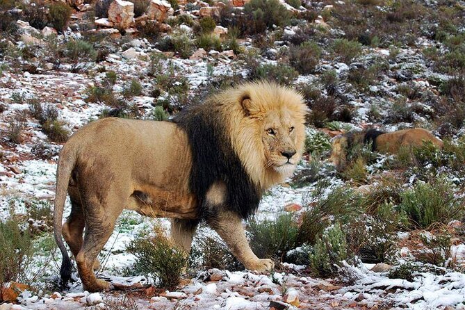 Full Day BIG 5 Private Tour of the Aquila Game and Wine testing - Key points to know before booking