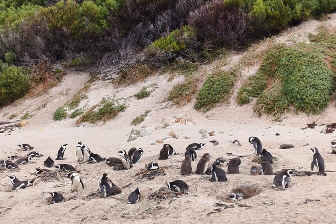 Full Day Cape of Good Hope and Boulders Beach Penguins Tour - What the $114.03 price really covers