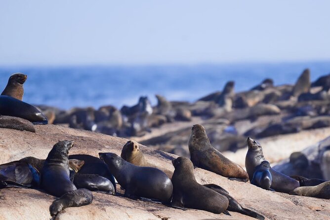 FULL Day Cape of Good Hope and Boulders Penguin Colony - Hout Bay gives you a choice