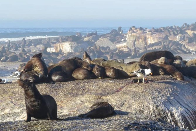 FULL Day Cape of Good Hope and Boulders Penguin Colony - Noordhoek Farm Village is a practical pause