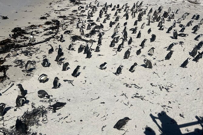 Full-Day Cape of Good Hope and Table Mountain with Penguins Tour - A long Cape Town day that covers the essentials