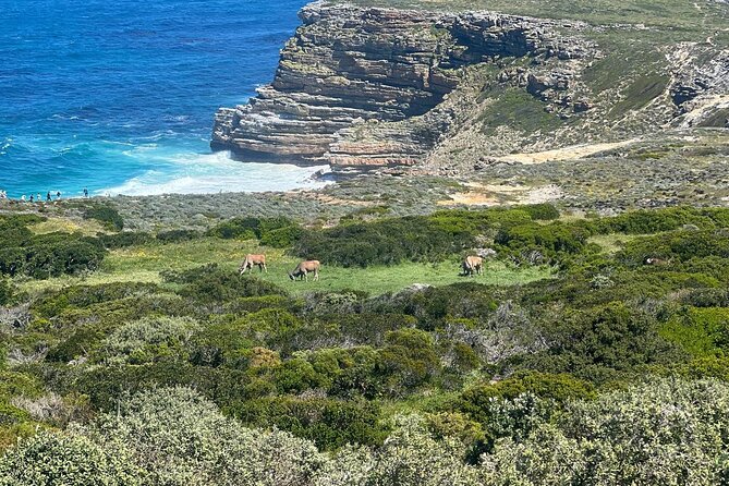 Full-Day Cape of Good Hope and Table Mountain with Penguins Tour - Chapman’s Peak Drive and the Muizenberg color stop