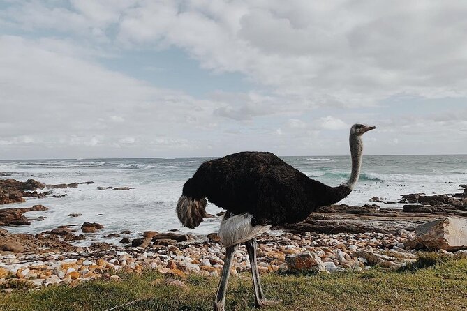 Full Day Cape of Good Hope-Cape Point Group Tour from Cape Town - Why this Cape Peninsula day works
