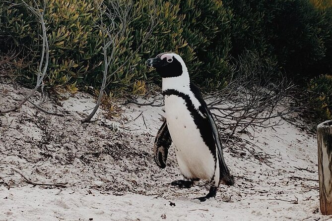 Full Day Cape of Good Hope-Cape Point Group Tour from Cape Town - Boulders Beach and the African penguins