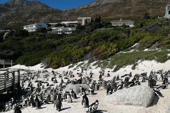 Full Day Cape Peninsula, Cape Point Tour - Guides, Vehicles, and the Feel of the Day