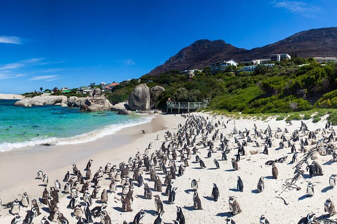 Full Day Cape Peninsula Tour - The guide makes the difference