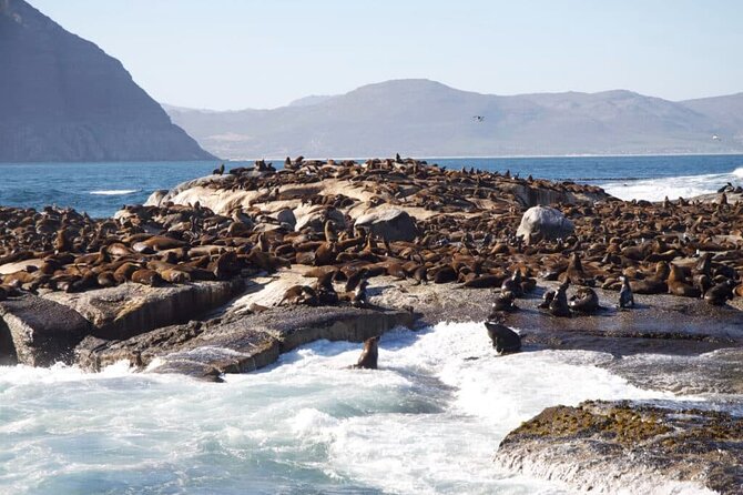 Full Day Cape Peninsula Tour - Is $164.60 good value?