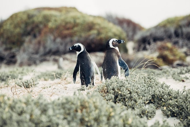 Full-Day Cape Peninsula Tour from Cape Town - Why this Cape Peninsula day trip works