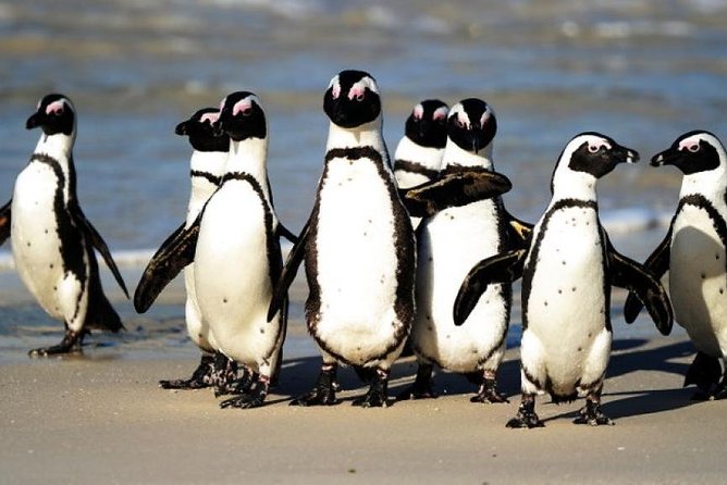 Full Day Cape Peninsula Tour in Private Car - Why a private car makes the peninsula easier