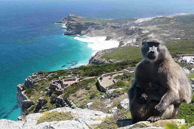 Full Day Cape Peninsula Tour in Private Car - Maiden’s Cove delivers the classic Camps Bay view