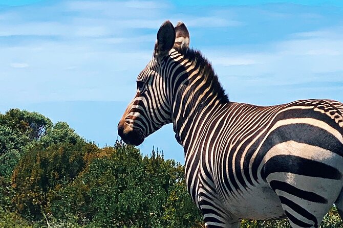 Full Day Cape Peninsula Tour in Private Car - Hout Bay adds a boat ride and market time