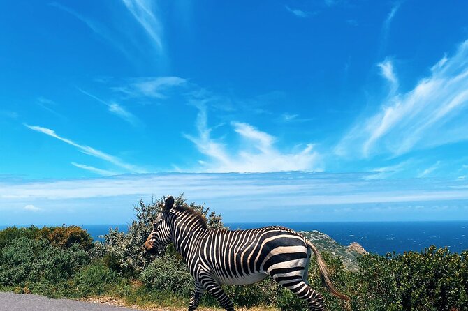 Full Day Cape Peninsula Tour in Private Car - Chapman’s Peak turns the drive into an attraction