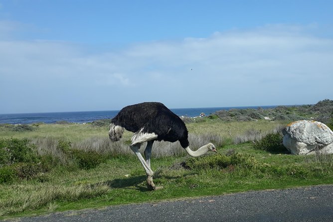 Full Day Cape Peninsula Tour in Private Car - Boulders Beach brings you close to African penguins