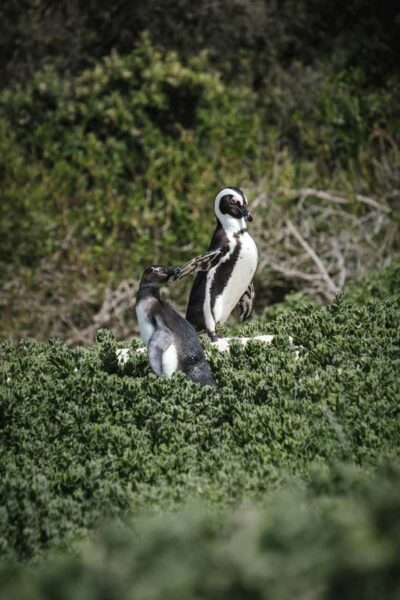 Full day Cape Penisula Tour: Chapman’s Peak – Cape Point