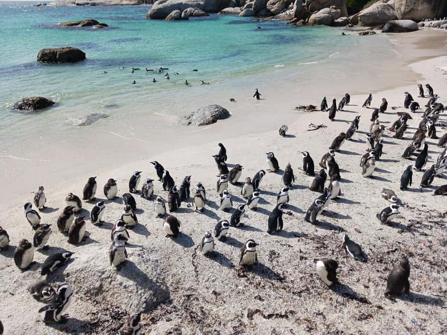 Full Day - Cape Point and Penguins Plus Table Mountain - What this full day is really trying to do