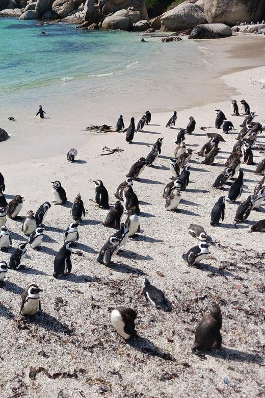 Full Day - Cape Point and Penguins Plus Table Mountain - Hout Bay and the Atlantic Seaboard
