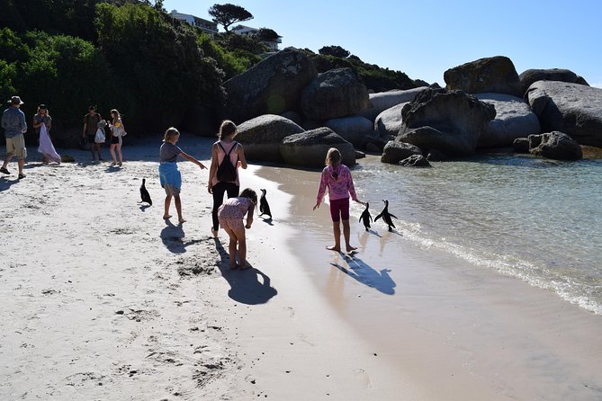 Full day Cape Point + Constantia Wine Tour with Private Transfer - What the private vehicle and guide add