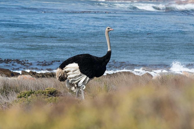 Full day Cape Point + Constantia Wine Tour with Private Transfer - Is $268.41 per person good value?