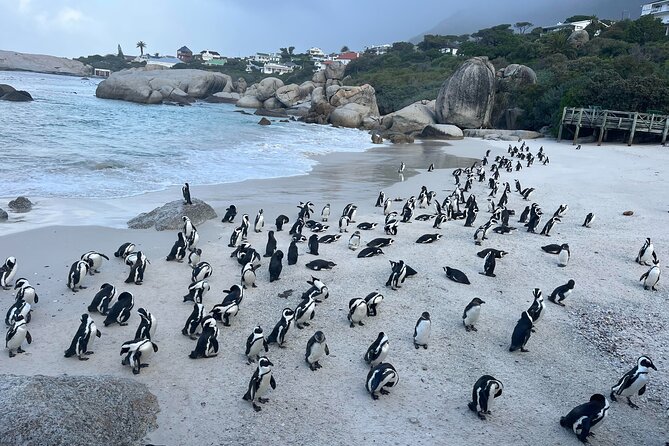 Full Day Cape Town Private Tour - Cape Point Vineyards adds a taste of the Cape wine country