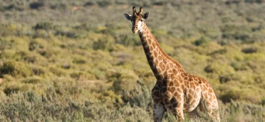 Full Day Cape Town Safari - Key points to know before booking