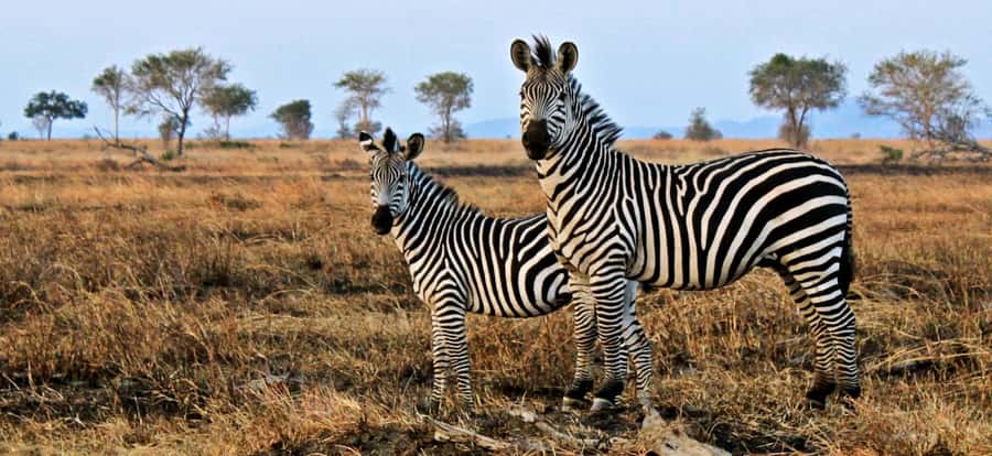 Full Day Cape Town Safari - Leaving Cape Town for the Klein Karoo