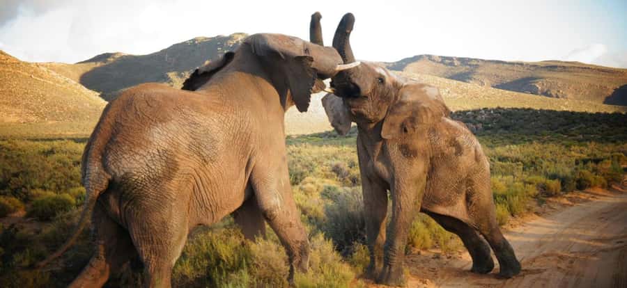 Full Day Cape Town Safari - The two-hour open 4x4 game drive