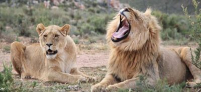 Full Day Cape Town Safari