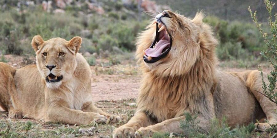 Full Day Cape Town Safari - Who will enjoy this safari most?