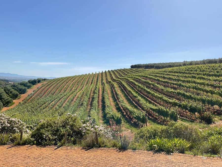 Full Day Cape Winelands Tour: Franschhoek & Stellenbosch - La Bri Wine Estate and the first tasting
