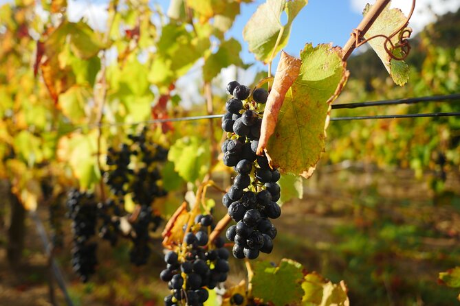 Full-Day Constantia Wine Tour from Cape Town - A closer look at the price and what is covered