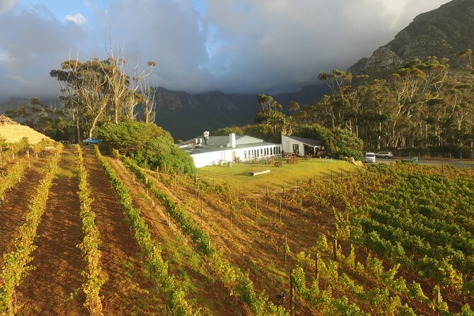 Full-Day Constantia Wine Tour from Cape Town - A practical start at 9:30 a.m.