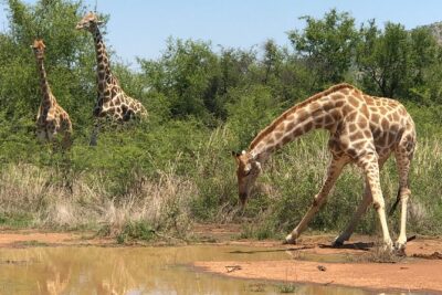 Full Day Exquisite Pilanesberg Safari from Johannesburg