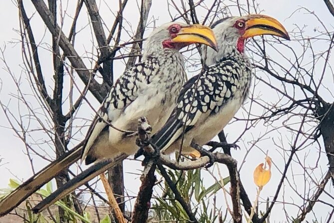Full Day Exquisite Pilanesberg Safari from Johannesburg - Guides, Drivers, and the Quality of the Day