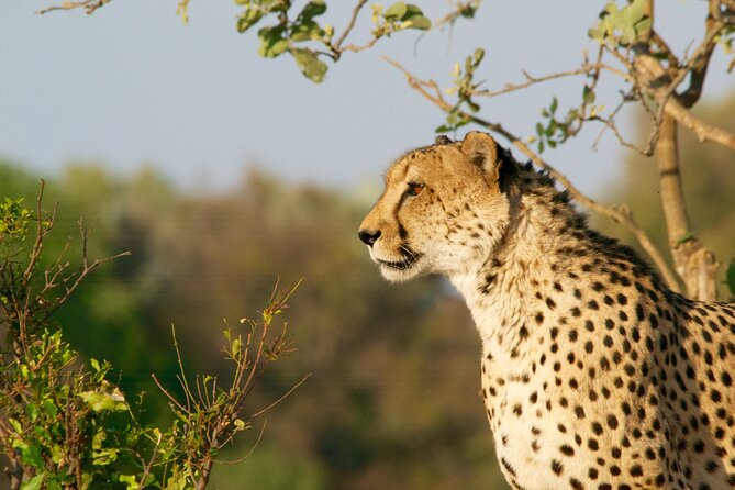 Full Day Exquisite Pilanesberg Safari from Johannesburg - Who Will Enjoy This Day Most?