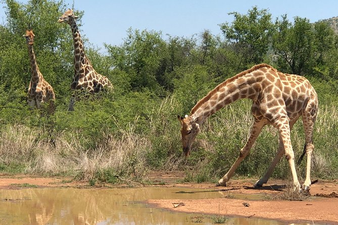 Full Day Exquisite Pilanesberg Safari from Johannesburg - The Animals You Might See Along the Way