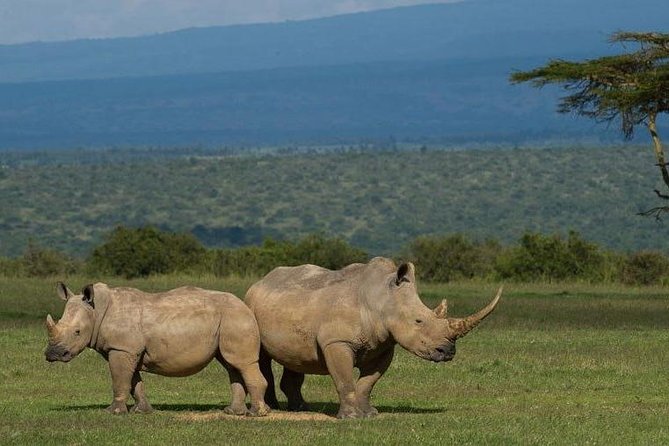 Full day - Hluhluwe Imfolozi Game Reserve 1 Day Tour From Durban - Entering Hluhluwe Imfolozi around 9:00am