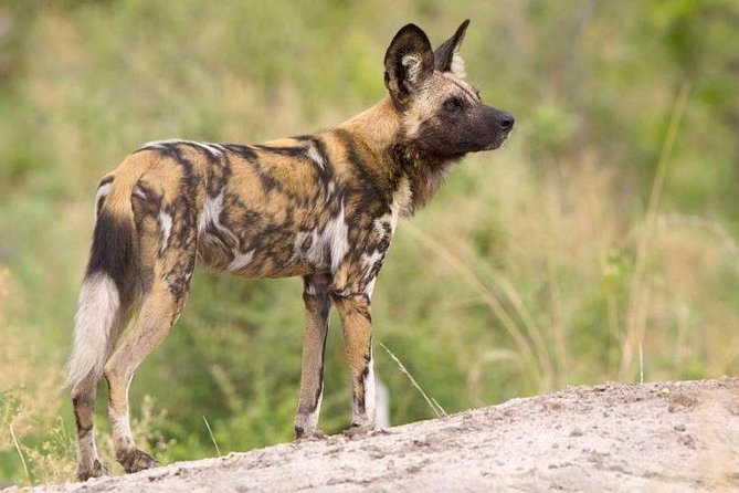 Full day - Hluhluwe Imfolozi Game Reserve 1 Day Tour From Durban - Who will enjoy this private safari most?