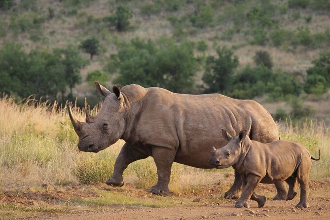Full Day Hluhluwe Imfolozi Game Reserve From Durban - Is the $198.79 price good value?